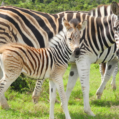 Zeit für Sightseeing war natürlich auch. Ein Zebra mit Fohlen im Addo Elephant Park.